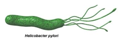 Роль Helicobacter pylori в возникновении заболеваний желудочно-кишечного тракта