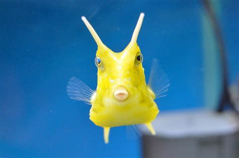 Рыбы с длинным носом: отличительные особенности