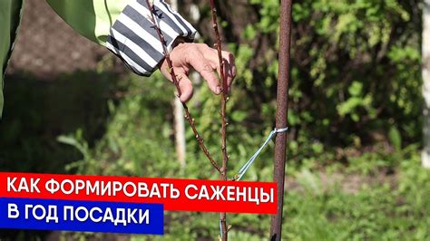 Саженцы с одинаковой высотой и их применение