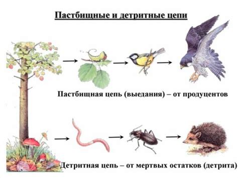 Саранча в пищевой цепи