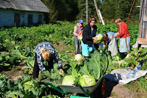 Сбор и уборка урожая розмарина