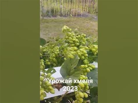 Сбор и хранение урожая хмеля