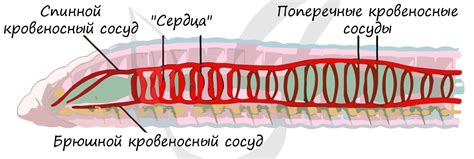 Сегментированное тело у червей: особенности и классификация