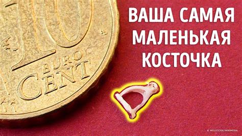 Секреты измельчения костей