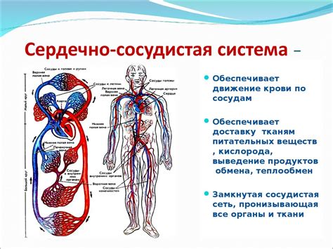 Селен и сердечно-сосудистая система