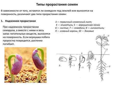 Семена двудольных растений