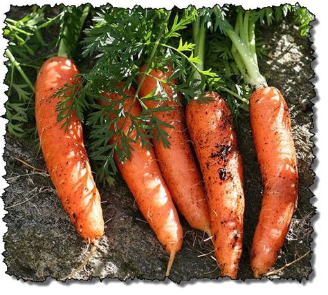 Семена моркови: основные источники