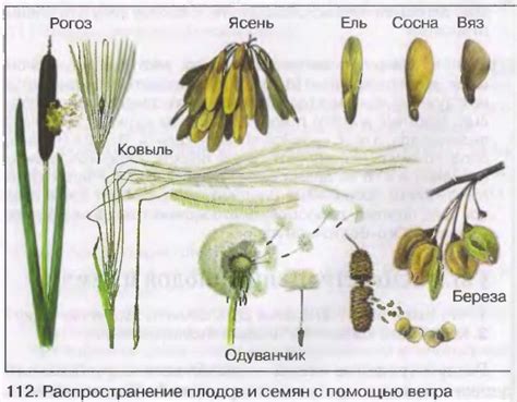 Семена распространяемые животными: