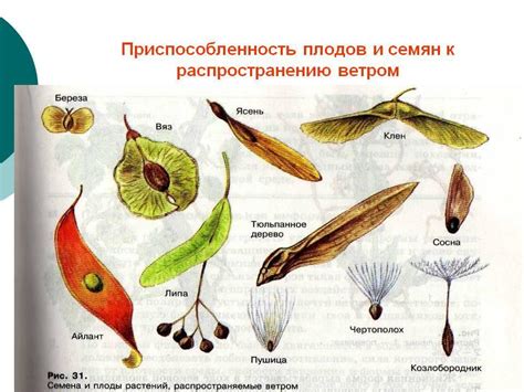 Семена растений: распространение с помощью животных