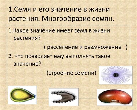 Семя и его значение для растения