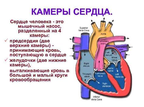 Сердце: насос счастья и жизненной силы