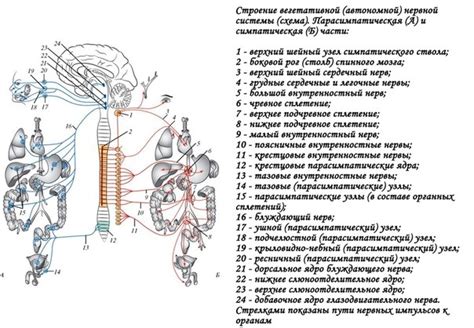 Сигналы нервной системы