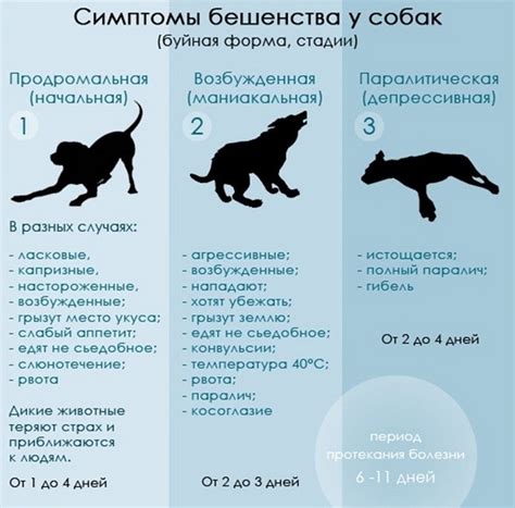 Симптомы бешенства у домашних кошек