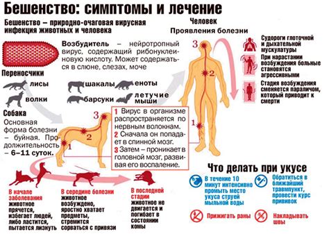 Симптомы бешенства у кроликов