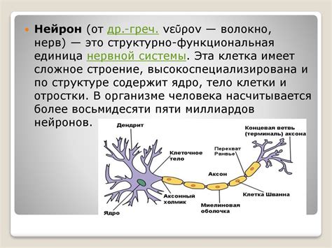 Синапс: основа нервной связи