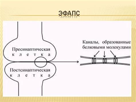 Синапс: передача и интеграция сигналов