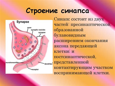 Синапс: суть и структура