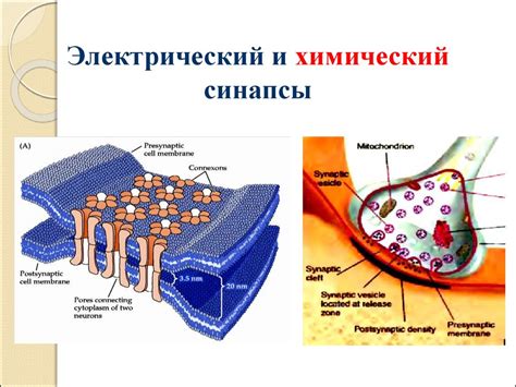 Синапсы: химические и электрические