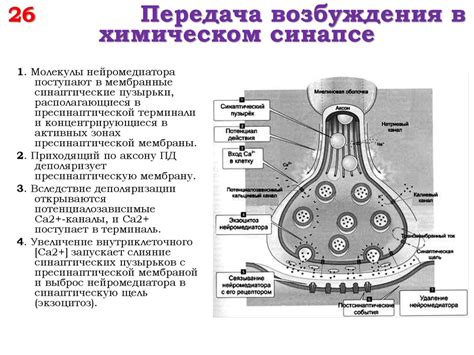 Синапс - место перехода сигнала