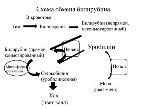 Синдром Жильбера: клеточная гипербилирубинемия в генных мутациях