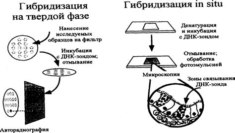 Синева в медицине