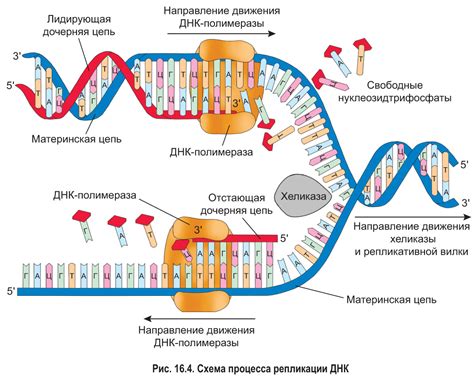 Синтез новых страндов ДНК