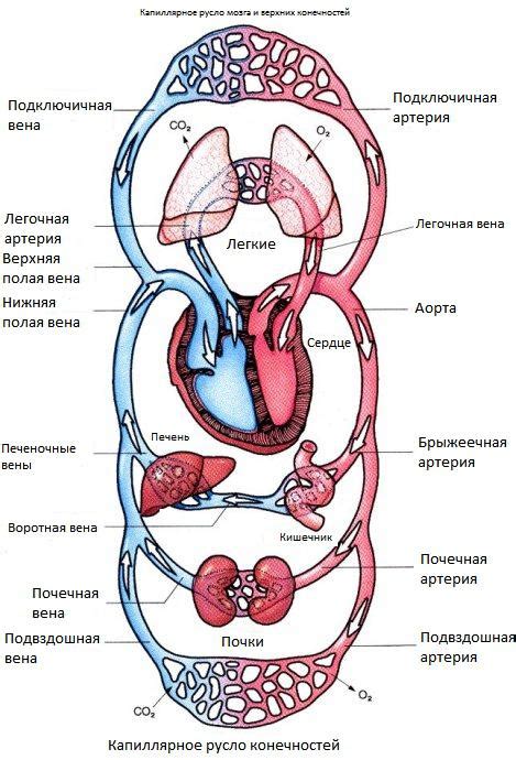 Система кровообращения и ее роль