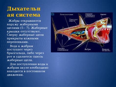 Система органов в акуле