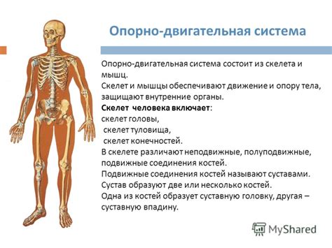 Скелет: поддержка, защита и двигательная система тела