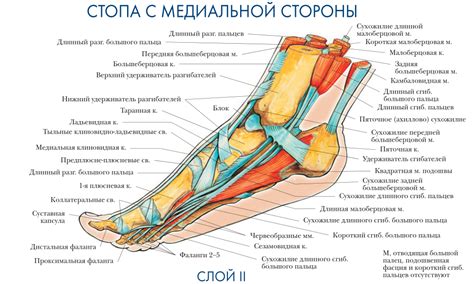 Слабая мышечная кора стопы