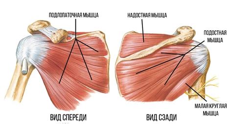 Слабые мышцы плеч