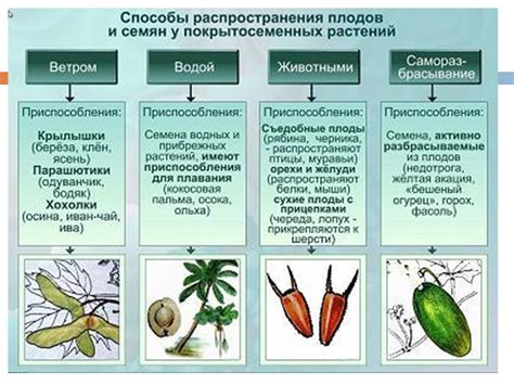 Смена цвета и формы плодов и ягод