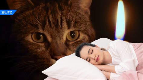 Смысл и интерпретация снов о кошках