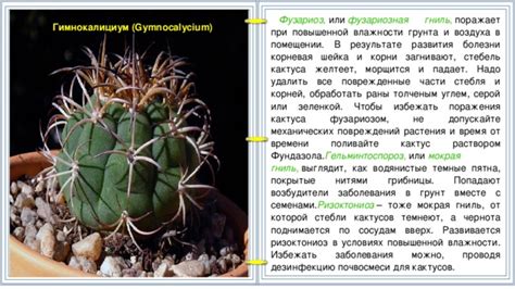 Смягчение и деформация кактуса: как избежать