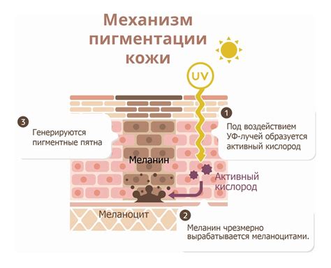 Снижение пигментации кожи путём питания