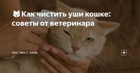 Советы от ветеринара