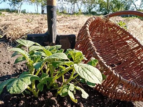 Советы по выбору места и сочетанию растений