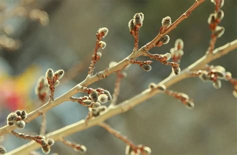 Советы по определению осины по внешним признакам зимой