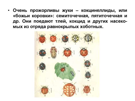 Современные методы борьбы с паразитами