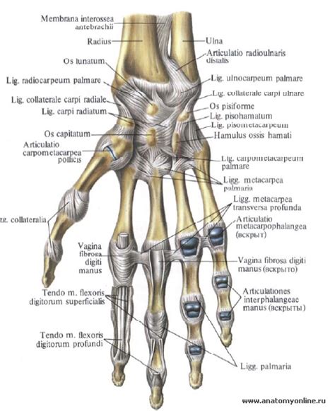 Создание демонического сухожилия