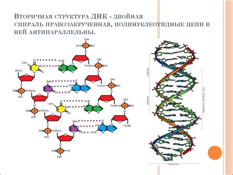 Состав ДНК