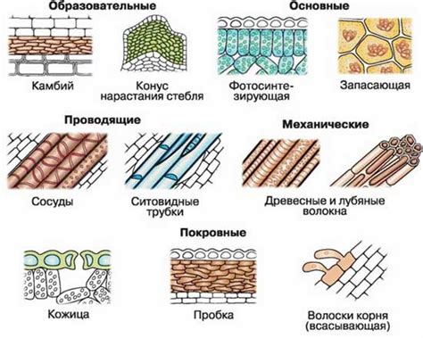 Состав и структура тканей