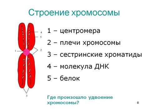 Состав хромосом