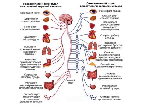 Состояние нервной системы