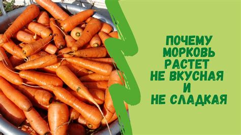 Способы использования горькой моркови