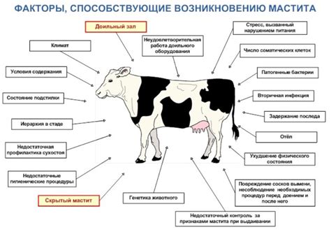 Способы лечения геморрагического мастита у коровы