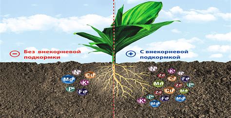 Способы нанесения удобрений