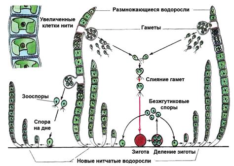 Способы питания водорослей