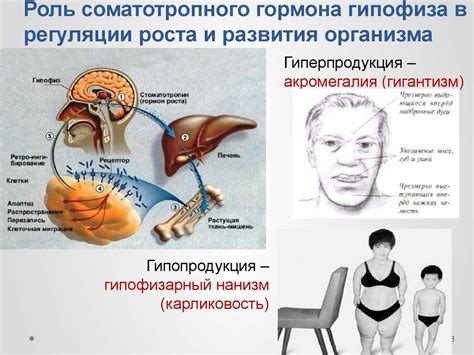 Способы повышения уровня гормона роста