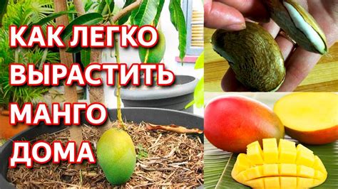 Способы предотвращения коричневения мякоти манго